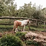 Villa Forest Retreat With Sauna And Jacuzzi *